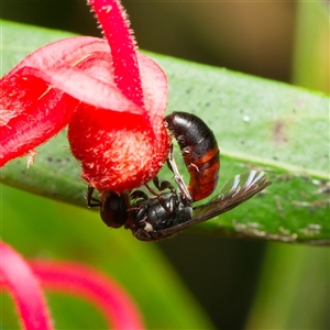 Hylaeus (Prosopisteron) littleri at Downer, ACT - 19 Nov 2024 04:55 PM