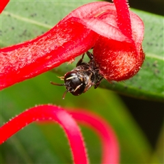 Hylaeus (Prosopisteron) littleri at Downer, ACT - 19 Nov 2024 04:55 PM