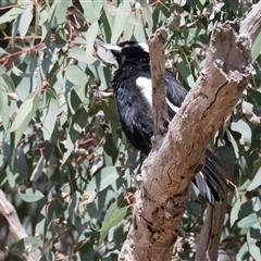 Gymnorhina tibicen (Australian Magpie) at Fraser, ACT - 18 Nov 2024 by AlisonMilton