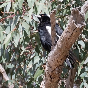 Gymnorhina tibicen at Fraser, ACT - 19 Nov 2024