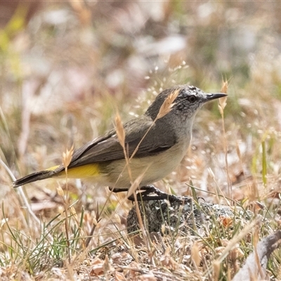 Acanthiza chrysorrhoa (Yellow-rumped Thornbill) at Dunlop, ACT - 18 Nov 2024 by AlisonMilton