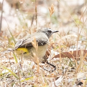 Acanthiza chrysorrhoa at Dunlop, ACT - 19 Nov 2024