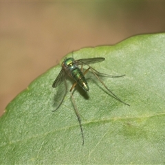 Unidentified Long-legged Fly (Dolichopodidae) at Hawker, ACT - 17 Nov 2024 by AlisonMilton