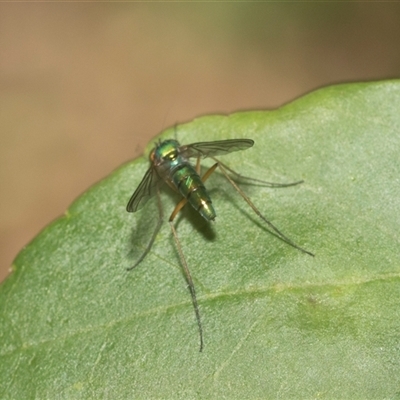 Dolichopodidae (family) (Unidentified Long-legged fly) at Hawker, ACT - 18 Nov 2024 by AlisonMilton