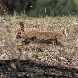 Oryctolagus cuniculus at Dunlop, ACT - 19 Nov 2024