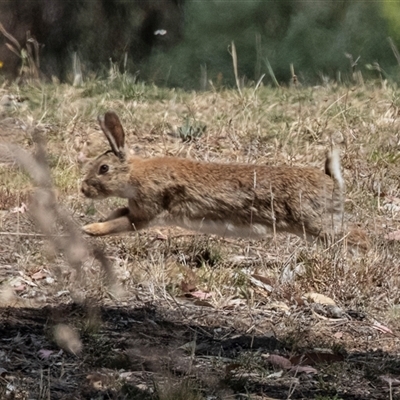 Oryctolagus cuniculus (European Rabbit) at Dunlop, ACT - 18 Nov 2024 by AlisonMilton