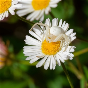 Thomisus spectabilis (Spectacular Crab Spider) at Harrison, ACT by DPRees125