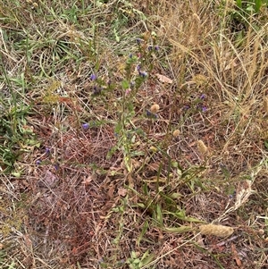 Echium plantagineum at Garran, ACT - 13 Nov 2024