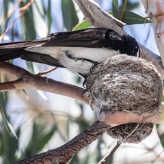 Rhipidura leucophrys (Willie Wagtail) at Fraser, ACT - 19 Nov 2024 by AlisonMilton