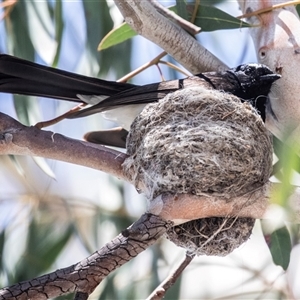 Rhipidura leucophrys at Fraser, ACT - 19 Nov 2024