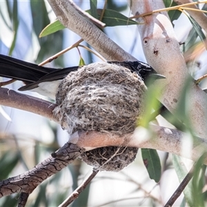 Rhipidura leucophrys at Fraser, ACT - 19 Nov 2024