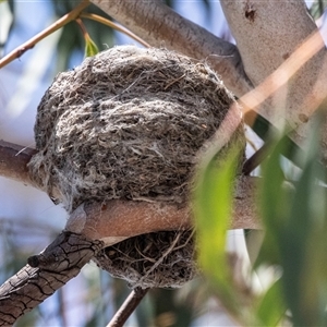 Rhipidura leucophrys at Fraser, ACT - 19 Nov 2024