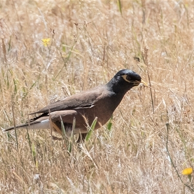 Acridotheres tristis (Common Myna) at Fraser, ACT - 19 Nov 2024 by AlisonMilton