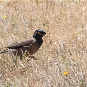 Acridotheres tristis at Fraser, ACT - 19 Nov 2024