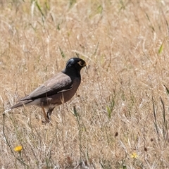 Acridotheres tristis at Fraser, ACT - 19 Nov 2024