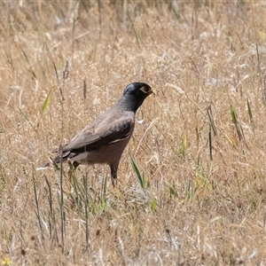 Acridotheres tristis at Fraser, ACT - 19 Nov 2024