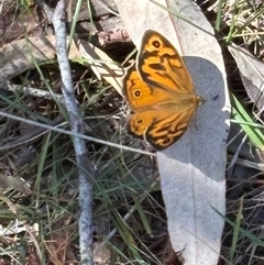 Heteronympha merope (Common Brown Butterfly) at Bruce, ACT - 18 Nov 2024 by JVR