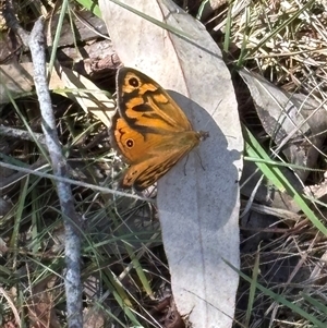 Heteronympha merope at Bruce, ACT - 18 Nov 2024