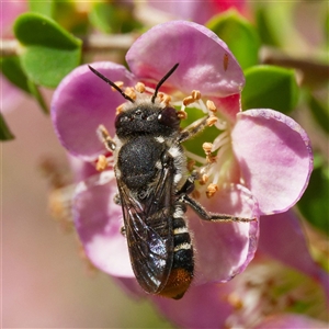 Megachile ferox at Acton, ACT - 19 Nov 2024 11:53 AM