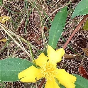 Hibbertia scandens at Pipeclay, NSW - suppressed