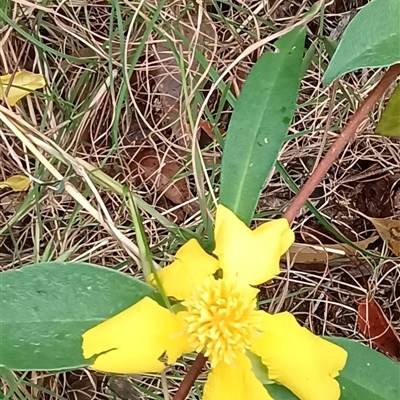 Hibbertia scandens (Climbing Guinea Flower) at Pipeclay, NSW - 19 Nov 2024 by MVM