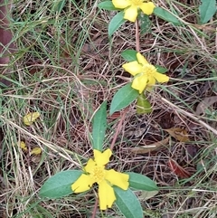 Hibbertia scandens at Pipeclay, NSW - suppressed