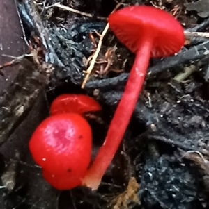 Unidentified Uncategorised Fungi at Pipeclay, NSW by MVM