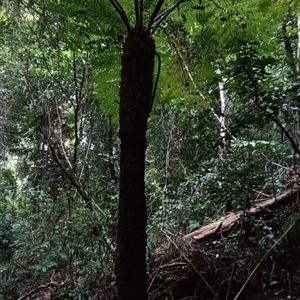 Cyathea australis subsp. australis at Long Flat, NSW by MVM