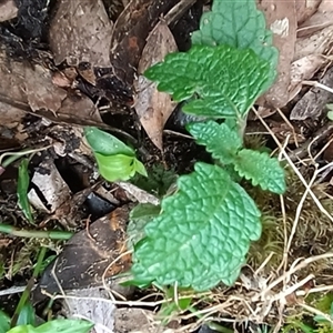 Unidentified Plant at Pipeclay, NSW by MVM