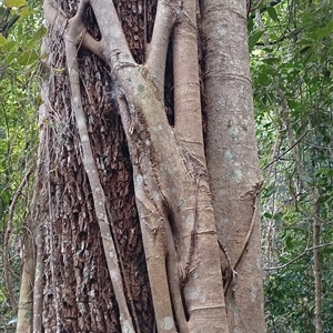 Ficus watkinsiana at Pipeclay, NSW by MVM