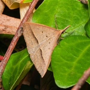 Epidesmia hypenaria at Downer, ACT - 19 Nov 2024 07:11 PM