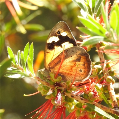 Heteronympha merope (Common Brown Butterfly) at Acton, ACT - 19 Nov 2024 by HelenCross