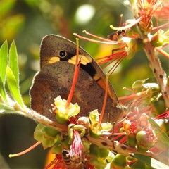 Heteronympha merope at Acton, ACT - 19 Nov 2024