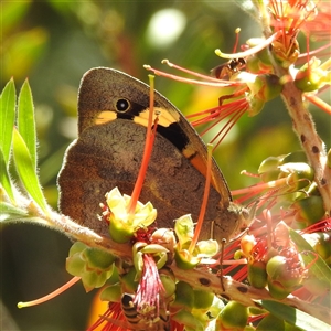 Heteronympha merope at Acton, ACT - 19 Nov 2024