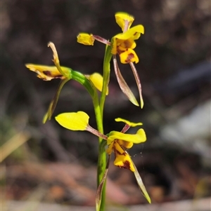 Diuris sulphurea at Jingera, NSW - 19 Nov 2024