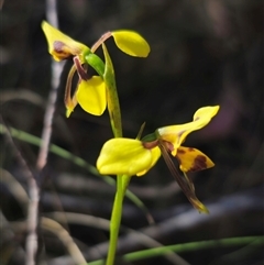 Diuris sulphurea at Jingera, NSW - 19 Nov 2024