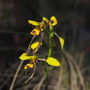 Diuris sulphurea at Jingera, NSW - 19 Nov 2024