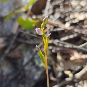 Thelymitra sp. at Jingera, NSW - suppressed