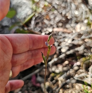 Thelymitra sp. at Jingera, NSW - suppressed