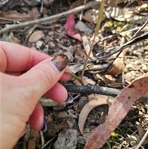 Thelymitra sp. at Jingera, NSW - suppressed