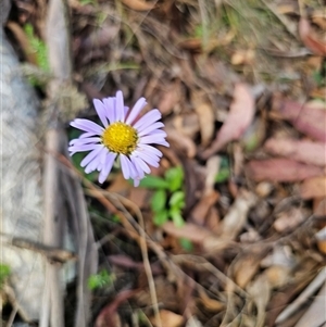 Brachyscome spathulata at Jingera, NSW - 19 Nov 2024 04:11 PM