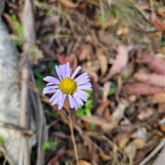 Brachyscome spathulata at Jingera, NSW - 19 Nov 2024 04:11 PM