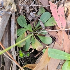 Brachyscome spathulata at Jingera, NSW - 19 Nov 2024