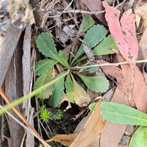 Brachyscome spathulata at Jingera, NSW - 19 Nov 2024 04:11 PM