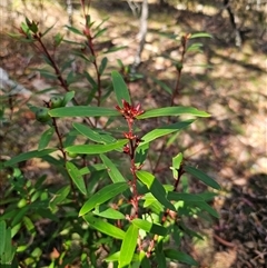 Persoonia silvatica (Forest Geebung) at Jingera, NSW - 19 Nov 2024 by Csteele4