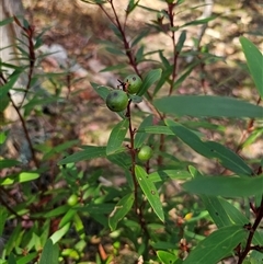 Persoonia silvatica at Jingera, NSW - 19 Nov 2024 04:07 PM