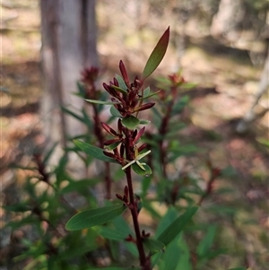 Persoonia silvatica at Jingera, NSW - 19 Nov 2024