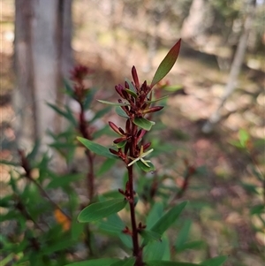 Persoonia silvatica at Jingera, NSW - 19 Nov 2024