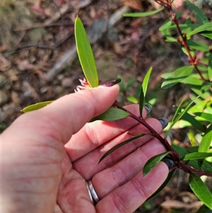 Persoonia silvatica at Jingera, NSW - 19 Nov 2024