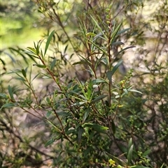 Leucopogon affinis (Lance Beard-heath) at Jingera, NSW - 19 Nov 2024 by Csteele4